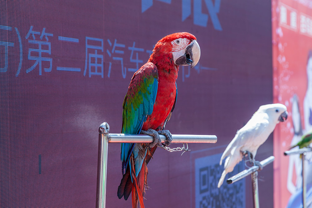 【車展第一天】遇到那個(gè)TA，放棄蘋果8......